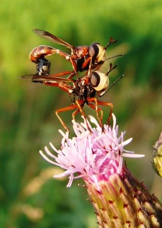 Physocephala sp. in accoppiamento